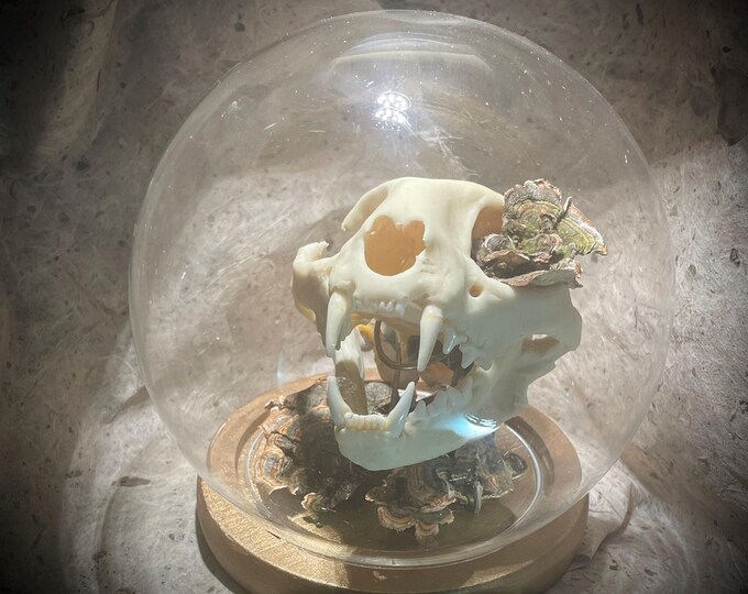 Glow in the dark cat skull with foraged fungi