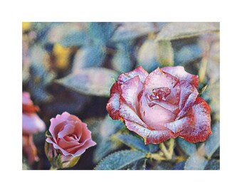 Vintage Pink Rose Photo Matte Canvas
