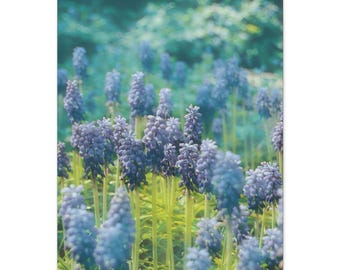 Grape Hyacinth Field Canvas | Matte Stretched Wall Art 1.25"