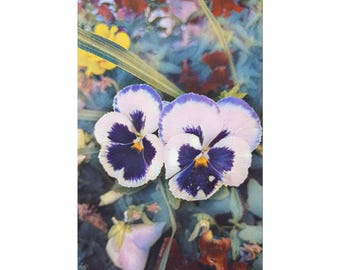 Purple Pansies Canvas Painting Print