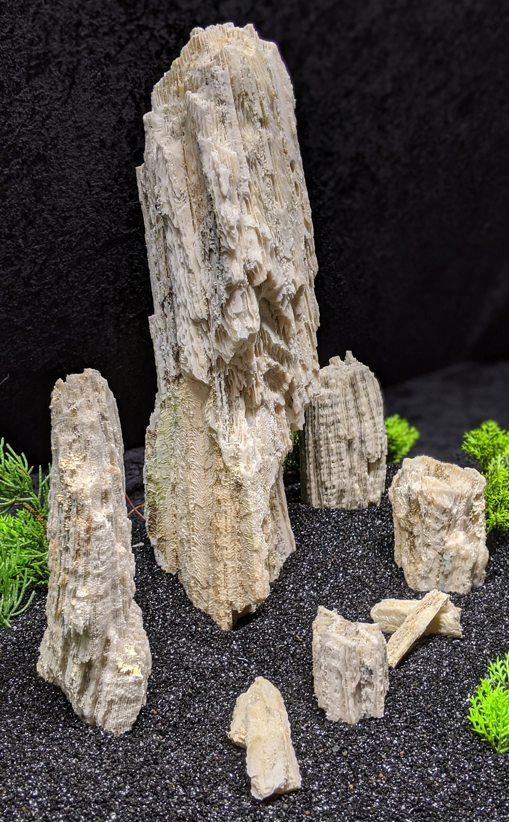 Buy Rare Collection of White Coral Pieces for Aquascape, Bonsai