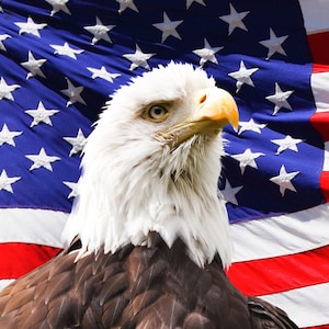 American Eagle - USA Shipping - DIY Paint by Number Kit Acrylic Painting Home Decor