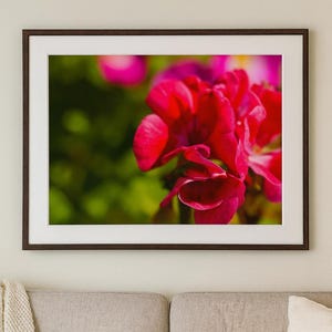 Geranium (Pelargonium), commonly called a Garden Geranium