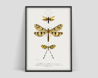 Vintage Dragonfly poster, Dragonfly print, Charles Dessalines poster, Butterfly poster, Vintage insect print, Vintage Museum poster