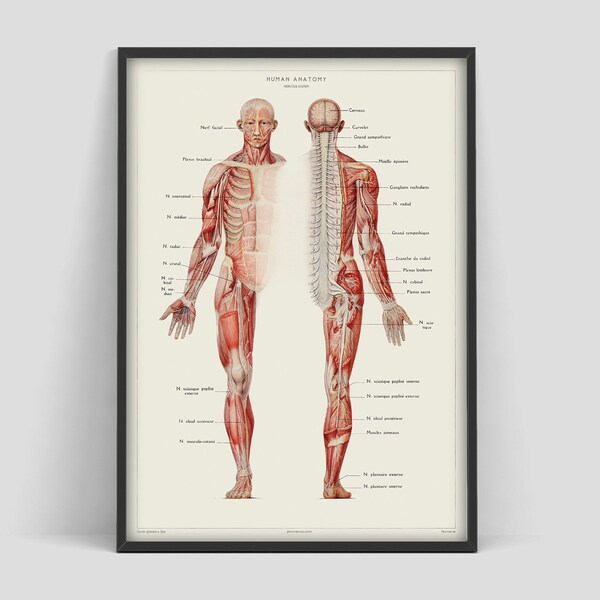 Human Anatomy poster, Muscles print, Vintage biology poster, Biology print, Human biology, Vintage Museum poster