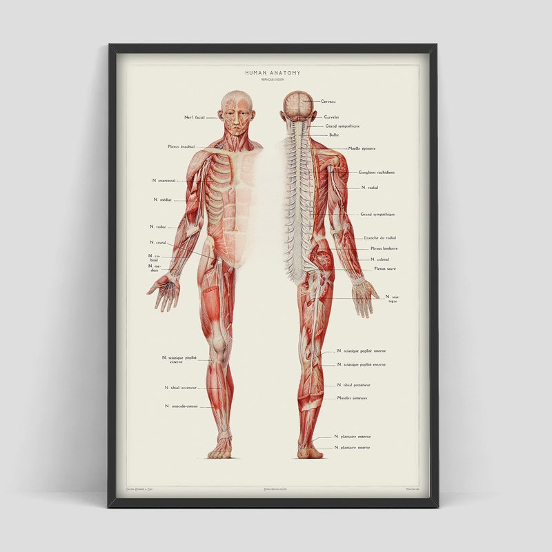 Human Anatomy Print - Etsy