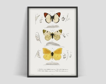 Vintage butterfly poster, Butterfly print, Charles Dessalines poster, Butterfly poster, Vintage insect print, Vintage Museum poster