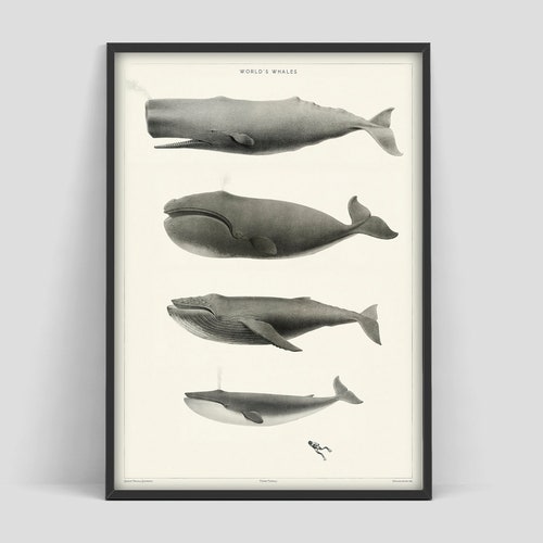 affiche de baleine vintage, affiche de musée de baleine, impression de mammifères marins, impression de baleines de monde, impression de baleine, affiche de musée d’époque