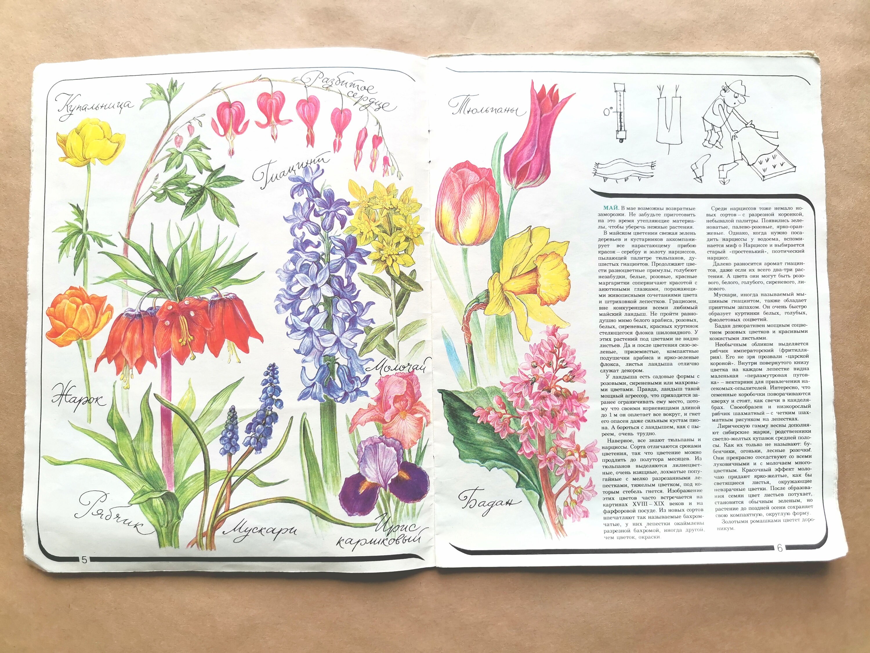 The illustrated book of garden flowers. Book of flower Etsy