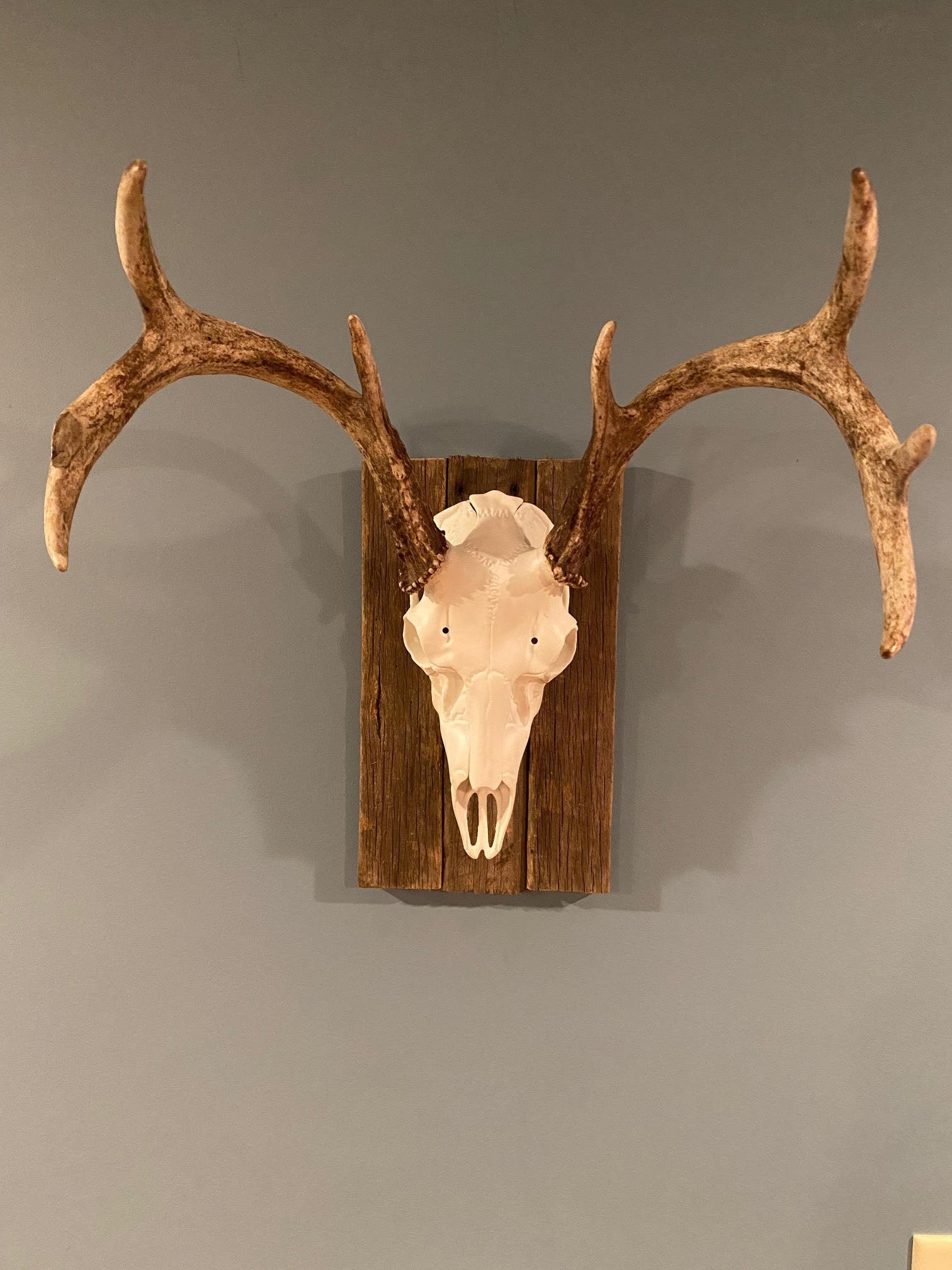 Rustic Wood Deer Skull European Mount Wall Plaque Etsy Rustic Wood Deer Skull European Mount Wall Plaque Etsy