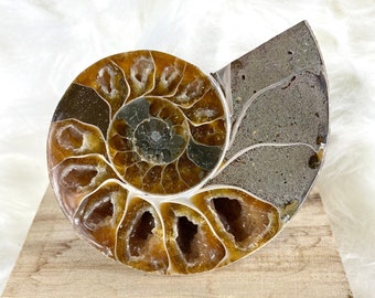 Ammonite split fossil
