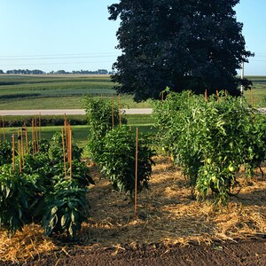 Top Seller | Gardener Special Designed Specifically for Roma tomato plants | by EZ Step Products | Lifetime Warranty 100% Made in the USA