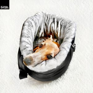 Small Italian greyhound in a round black dog carrier travel bag with fluffy gray faux fur lining