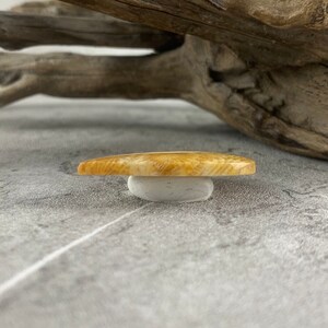 May include: A close-up of a fossilized piece of petrified wood, with a light brown colour and a smooth, polished surface. The fossil is resting on a white surface.