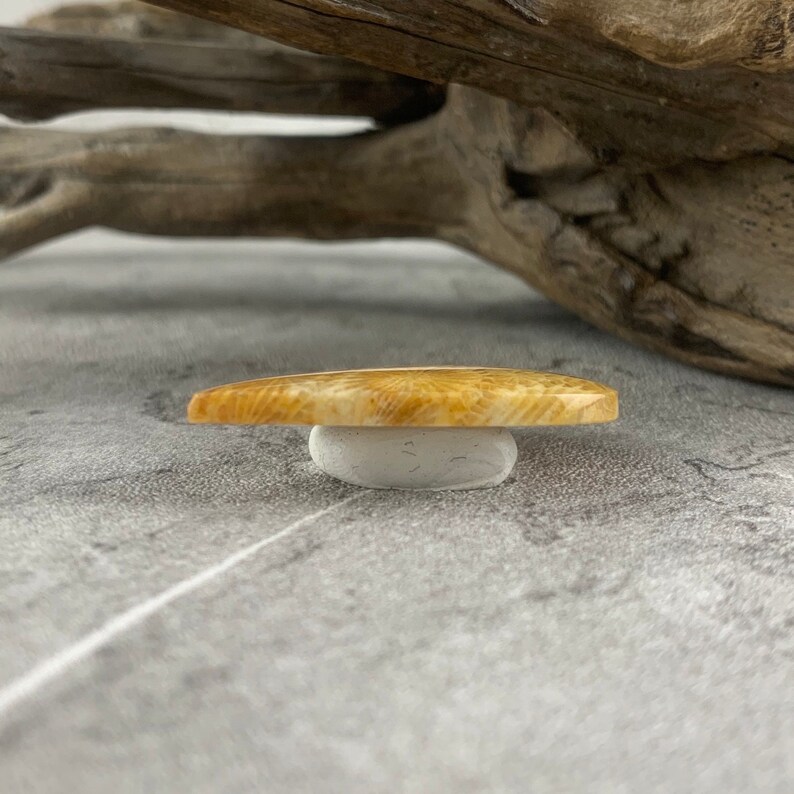 May include: A close-up of a fossilized piece of petrified wood, with a light brown colour and a smooth, polished surface. The fossil is resting on a white surface.