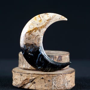 Carved Fossil Palm Root Crescent | One of a Kind Cabochon