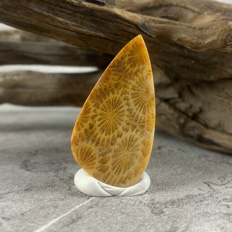 May include: A teardrop-shaped, polished, fossilized coral cabochon in yellow and orange tones. The coral features a detailed pattern of flower-like shapes.