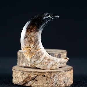 Moon Shape Cabochon from Fossil Palm Root | Artisan Cut