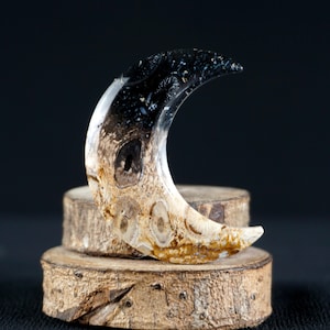 Hand-Carved Fossil Palm Root Crescent | Natural Stone for Pendant