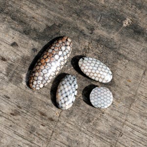 Pode incluir: Quatro pedras decorativas ovais e redondas com um padrão semelhante a escamas. As pedras são brancas, pretas e bege, e estão dispostas sobre uma superfície de madeira envelhecida. A pedra maior tem cerca de 7.6 cm de comprimento.