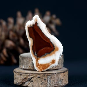 May include: A polished stone specimen with a distinctive appearance. The stone has a white exterior, a brown band, and a deep reddish-brown interior. It is presented on a small, rustic wooden stand, highlighting its unique geological structure.