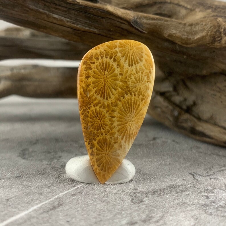 May include: A teardrop-shaped, polished, fossilized coral cabochon with a golden yellow colour and a detailed floral pattern.
