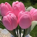 see more listings in the Garden tulips section