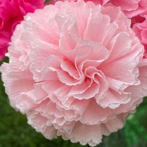 Light Pink Paper Carnation Bouquet, Carnation Flowers, Flower Arrangement, Happy Birthday. One Dozen image 4