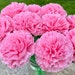 see more listings in the Carnations  section