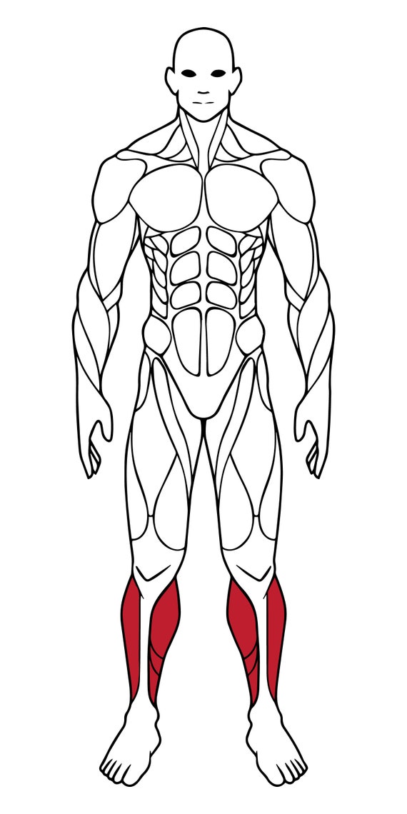 Muscle Map