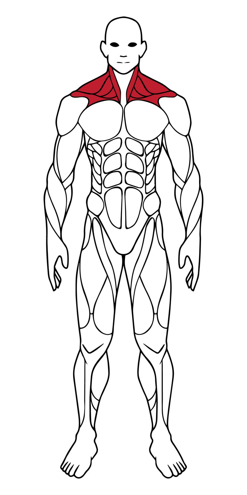 Editable Muscle Map Anatomy Poster Clipart Highlight Muscle - Etsy New ...