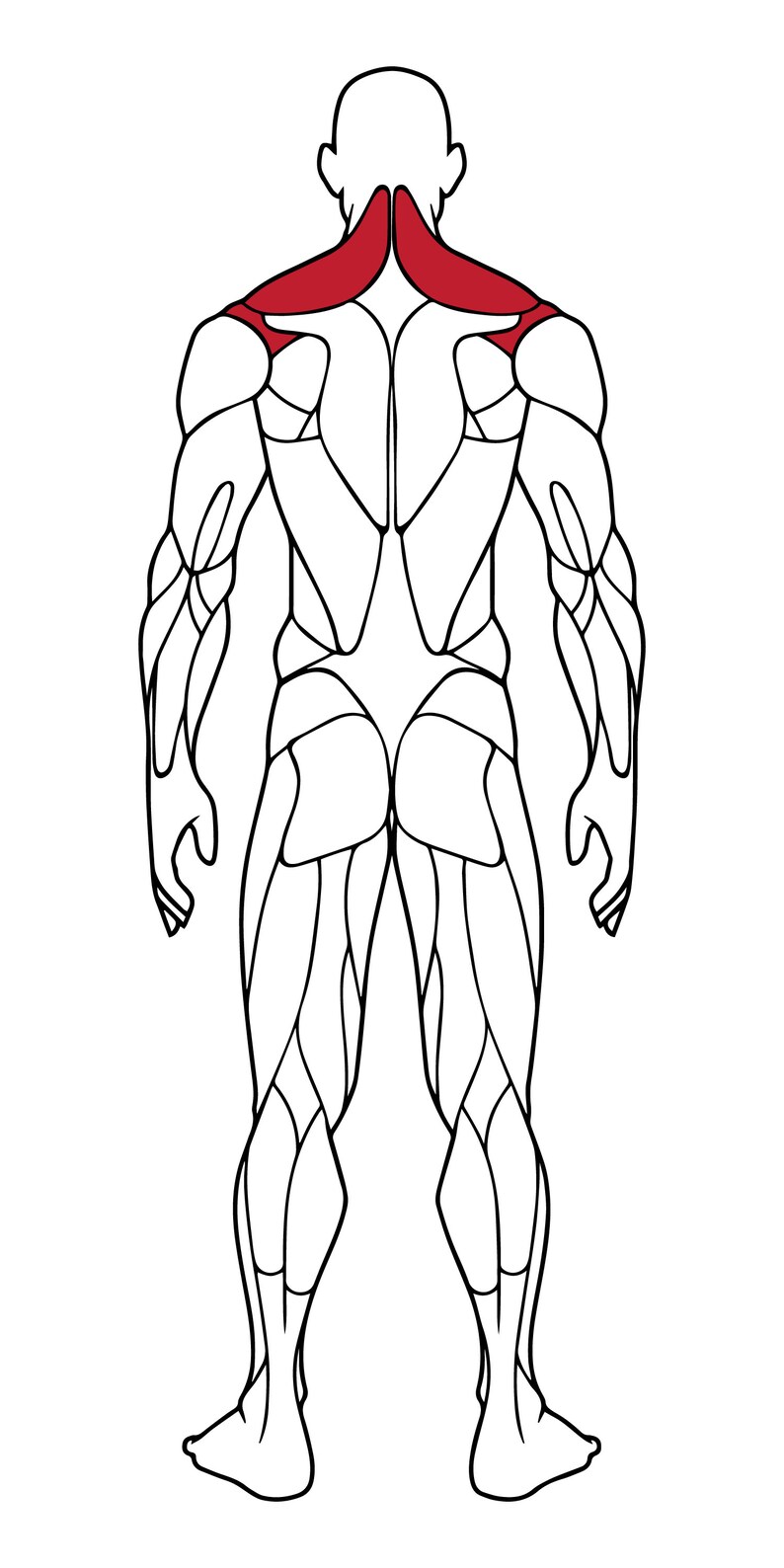 Buy Editable Muscle Map, Anatomy Poster Clipart, Highlight Muscle ...