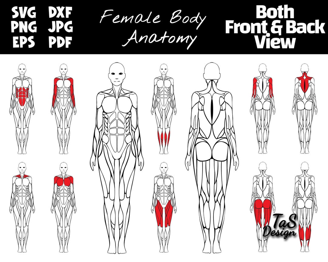 Editable Muscle Map, Female Anatomy Poster Clipart, Highlight Muscle