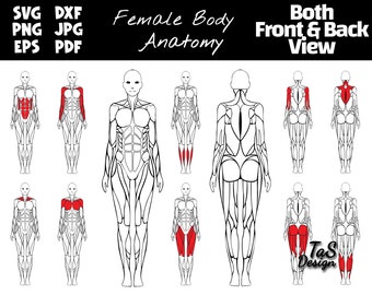 Editable muscle map, female anatomy poster clipart, highlight muscle groups for gym posters, SVG human muscle map, PNG female anatomy