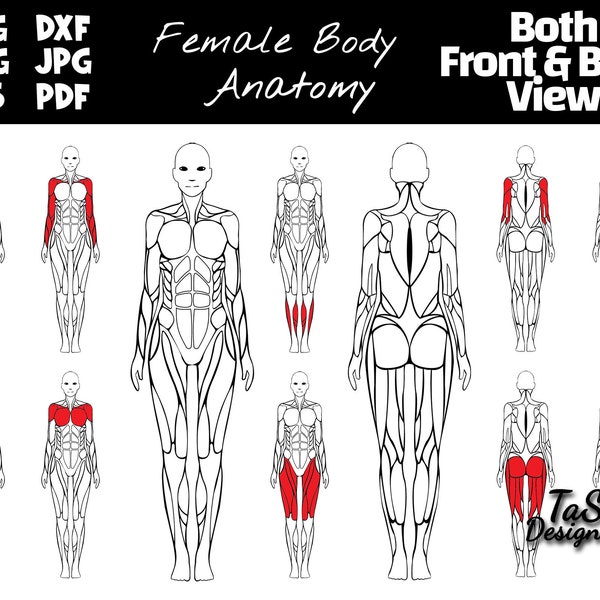 Editable muscle map, female anatomy poster clipart, highlight muscle groups for gym posters, SVG human muscle map, PNG female anatomy