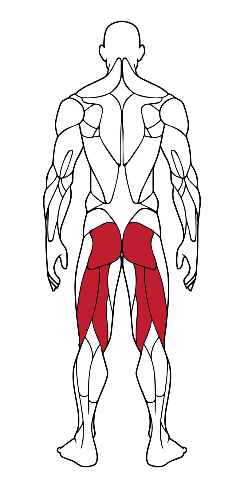 Editable Muscle Map Anatomy Poster Clipart Highlight Muscle - Etsy New ...