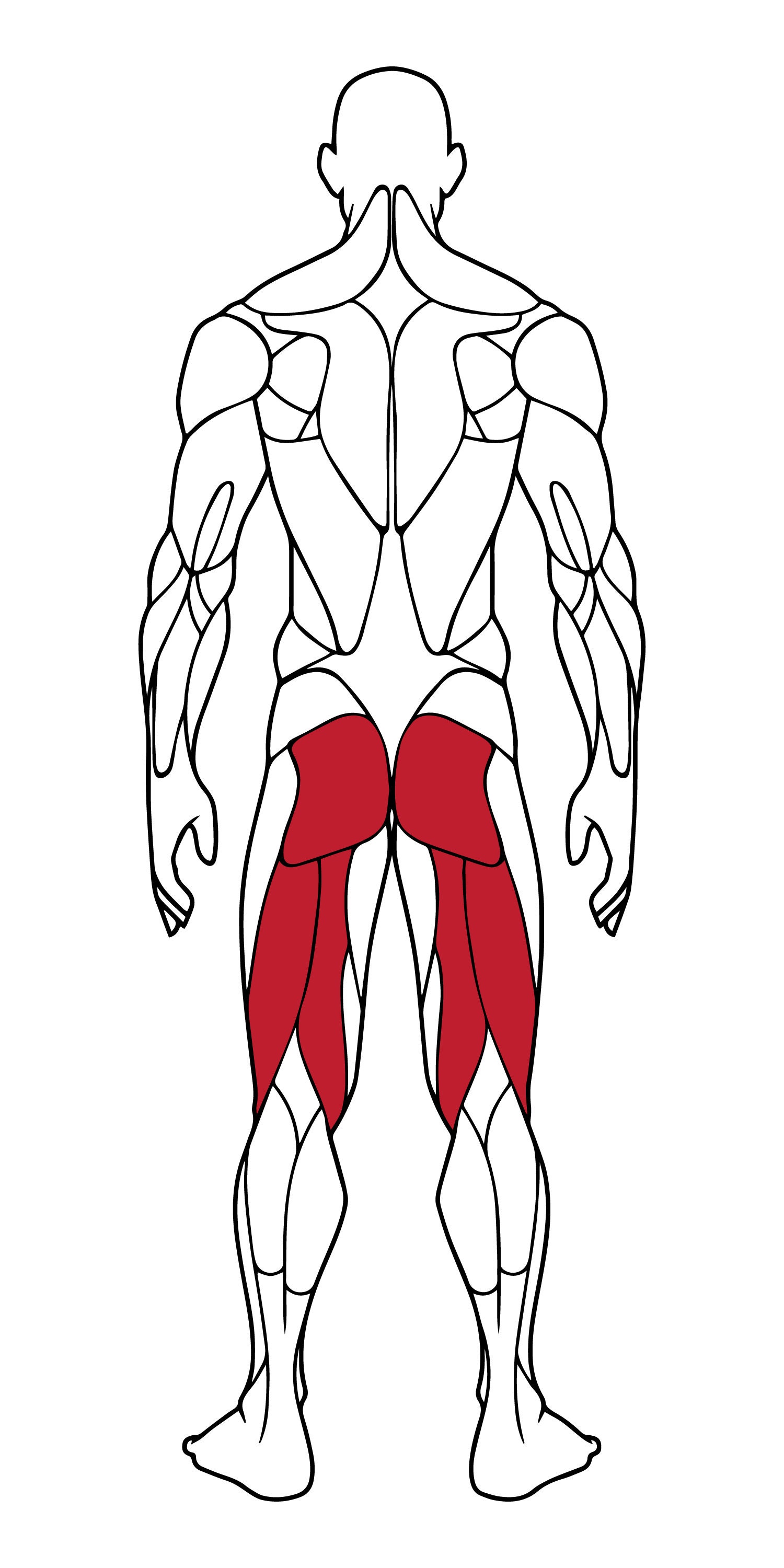 Editable Muscle Map, Anatomy Poster Clipart, Highlight Muscle Groups for Gym Posters, SVG Human