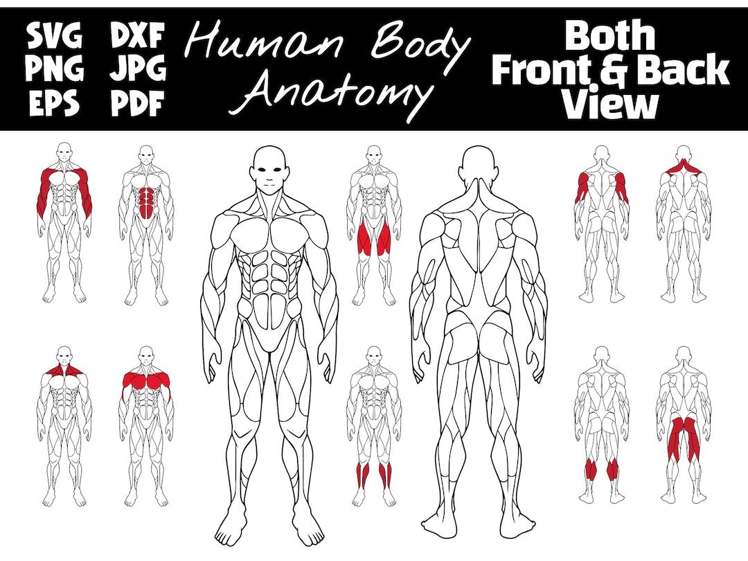 Editable Muscle Map, Anatomy Poster Clipart, Highlight Muscle Groups