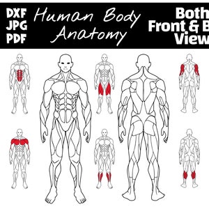 Bearbeitbare Muskelkarte, Anatomie Poster Clipart, Highlight Muskelgruppen für Fitnessstudio Poster, SVG menschliche Muskelkarte, PNG menschliche Anatomie