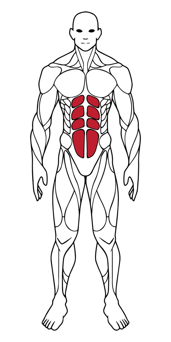 Muscle Body Clipart Template