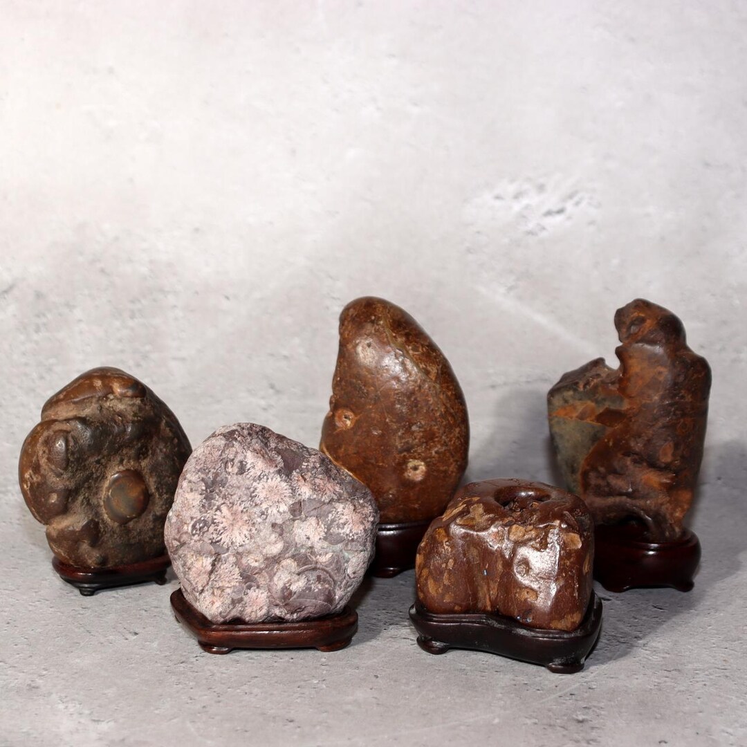 Suiseki Rocks Japanese Suiseki Viewing Stone Collection 5pcs Chrysanthemum Rock Kikka ...