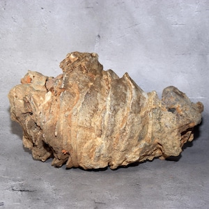 Puede incluir: Una roca erosionada de forma irregular con una superficie rugosa y texturizada. La roca muestra una mezcla de tonos beige, marrón y naranja rojizo, con crestas y grietas visibles. La forma general es orgánica y natural.