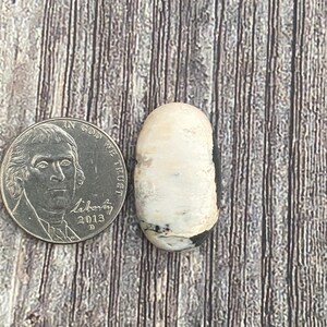 21,90 quilates de búfalo blanco {PZ=106} Cabujón/Piedra preciosa/Cabujón/Piedra pulida