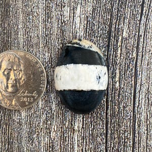 Cabujón de búfalo blanco de 23,70 quilates {PZ=570}, piedra preciosa, cabujón, piedra pulida
