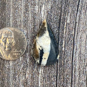 Cabujón de búfalo blanco de 20,25 quilates {PZ=529}, piedra preciosa, cabujón, piedra pulida