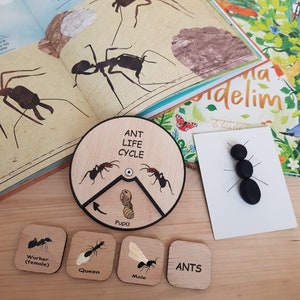 Wooden Ant Life Cycle Montessori Education