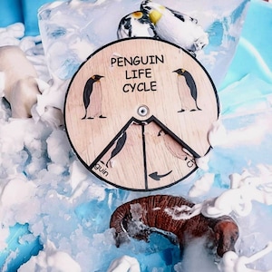 Ciclo de Vida do Pinguim de Madeira Educação Montessori