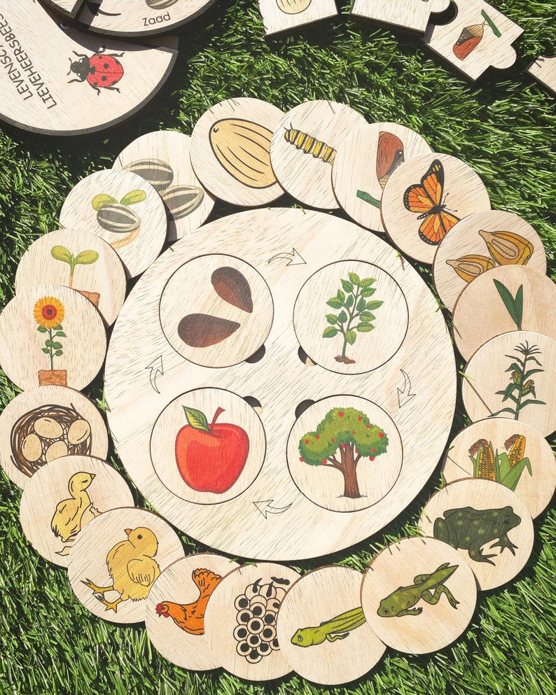 Montessori Wooden Life Cycle Board | Montessori Inspired Educational and Homeschool Learning Toys | Handmade life cycle plants and animals 