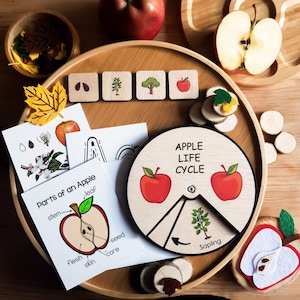 Holzapfel-Lebenszyklus-Montessori-Ausbildung