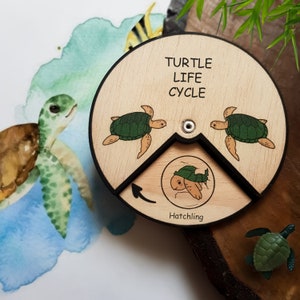 Ciclo de Vida da Tartaruga de Madeira Educação Montessori